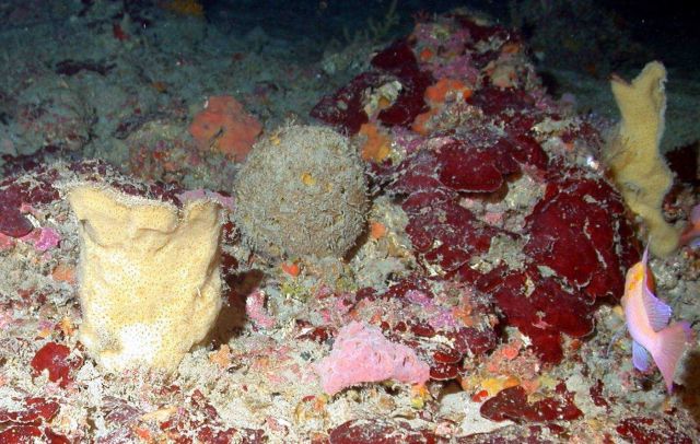 A number of sponge species in image. Picture