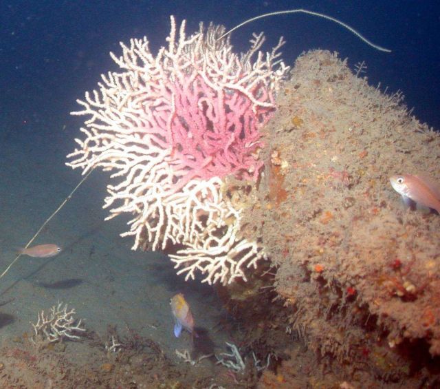 Stylaster? coral. Picture