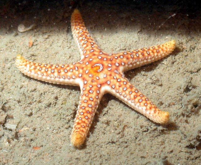 Orange seastar. Picture