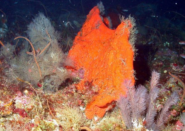 Orange sponge. Picture