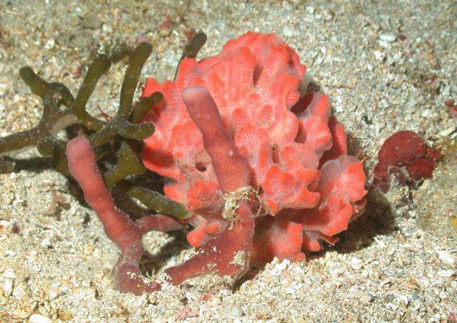 Red bush sponge. Picture