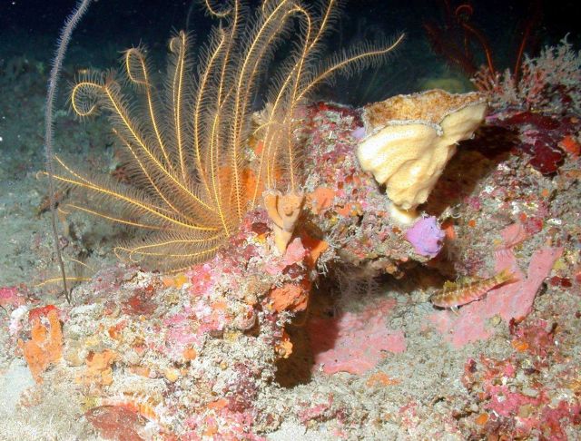 A white vase sponge and a crinoid. Picture