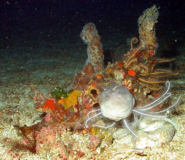 A large globular sponge and white and yellow crinoids. Picture