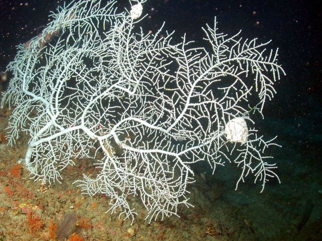 A white gorgonia coral. Picture