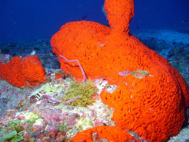 Elephant ear sponge (Agelas clathrodes). Picture