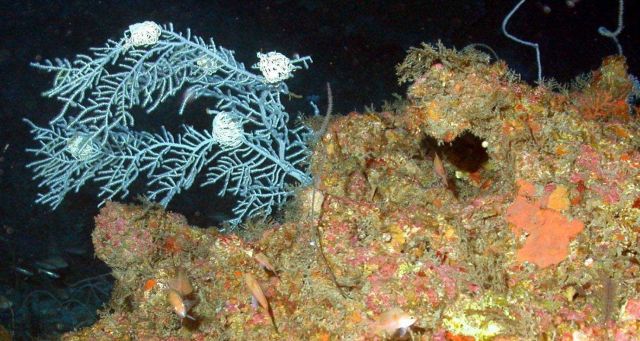 Basket stars clinging to white gorgonian soft coral. Picture