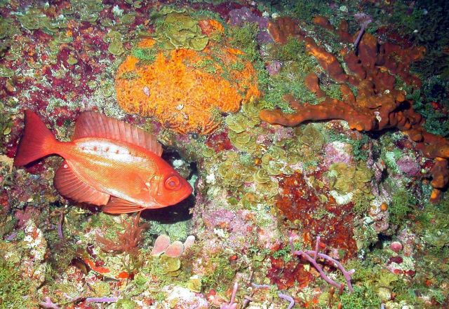 A bigeye (Priacanthus arenatus). Picture