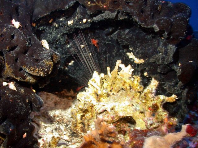 A large black sponge with sea urchin spines and yellow encrustation in foreground. Picture