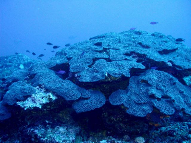 Coral (Montastrea cavernosa). Picture