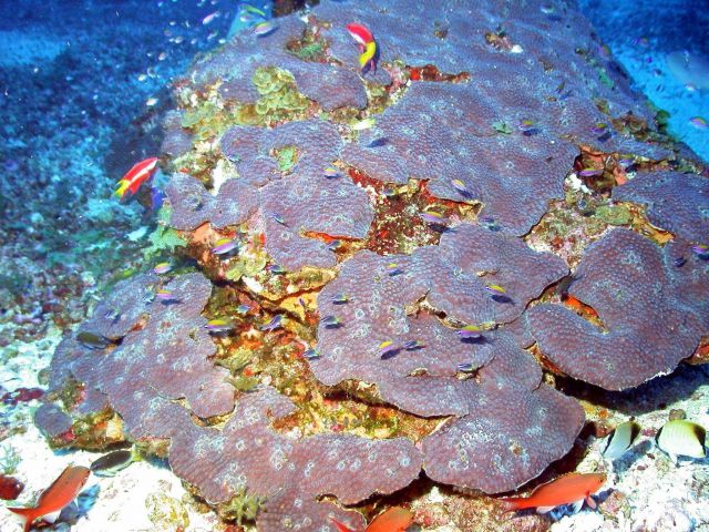 Coral (Montastrea cavernosa). Picture