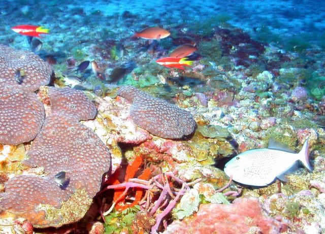 Coral (Montastrea cavernosa) with spotfin hogfish , creole , reef butterfly fish and an assortment of smaller fish. Picture