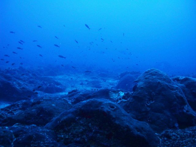 Coral capping the top of MacGrail Bank. Picture