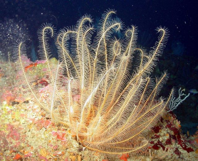 Crinoid. Picture