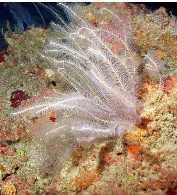 Crinoid. Picture