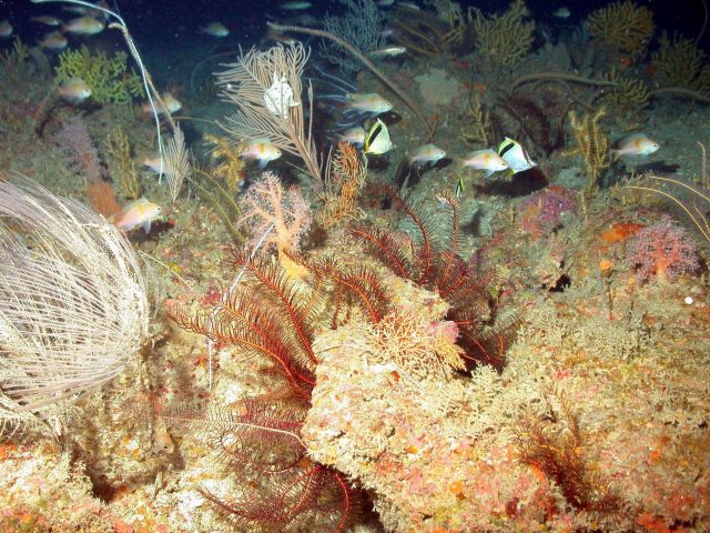 Crinoid and fish. Picture