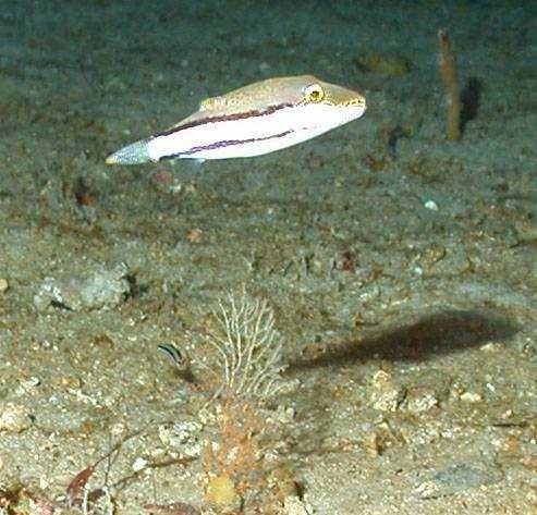 Gold-faced puffer. Picture