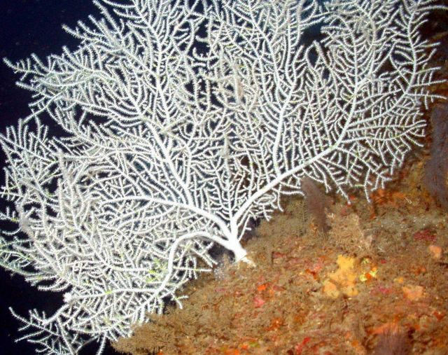 A white gorgonian. Picture