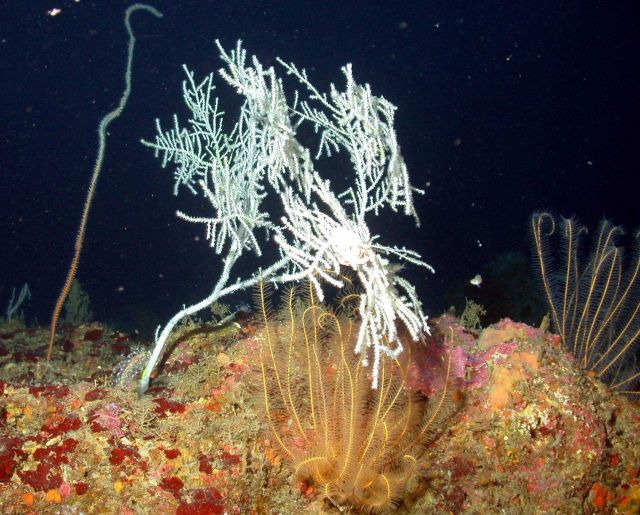 A hypnogorgia octocoral. Picture