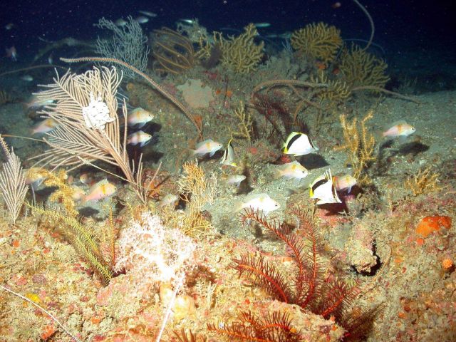 Numerous soft corals and reef fish. Picture