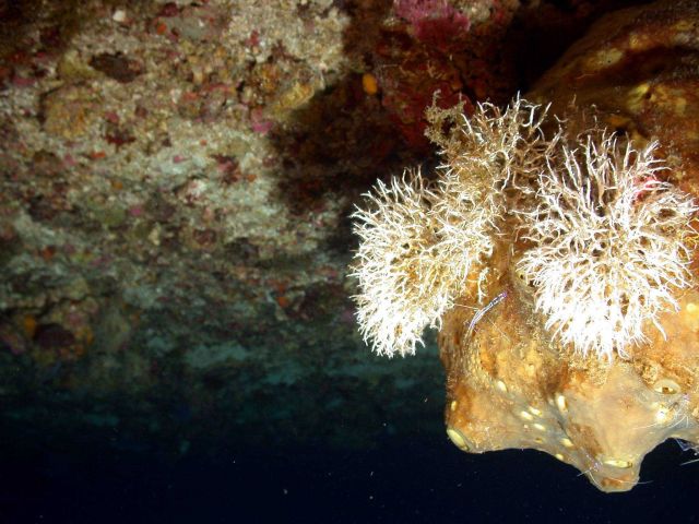 Peterson's cleaner shrimp on a large sponge with colonial tubeworms. Picture