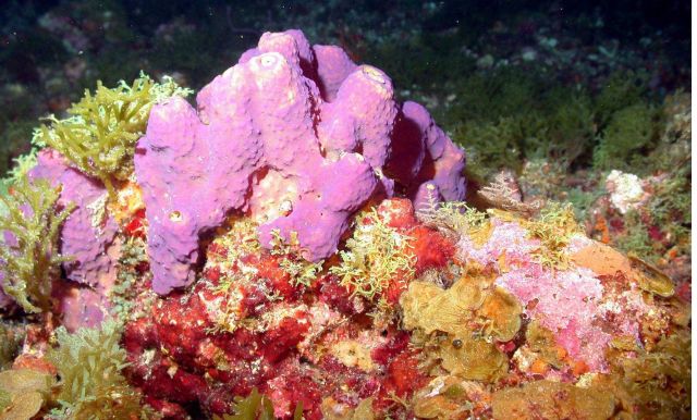 Pseudoceratina crassa tube sponge. Picture