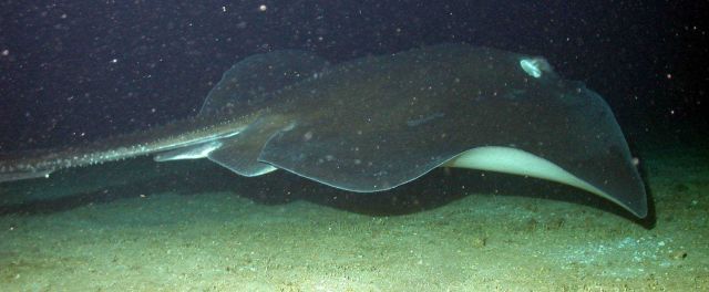 A rough-tail ray 