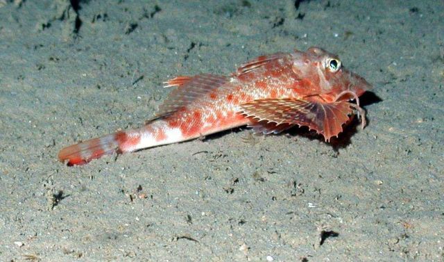 A searobin. Picture