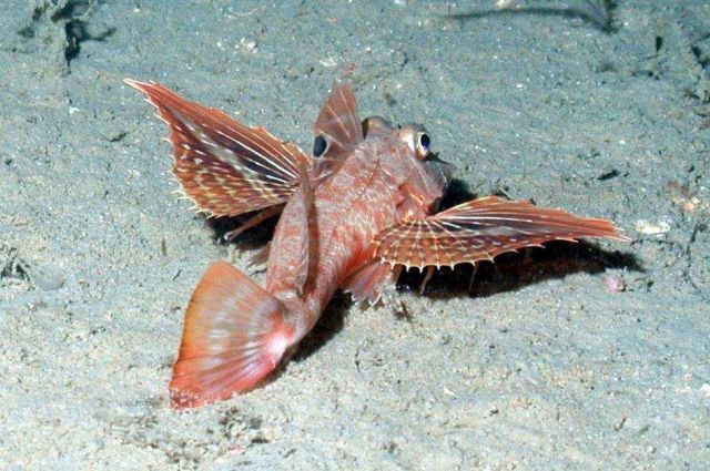 A searobin with fins extended in order to look more formidable. Picture