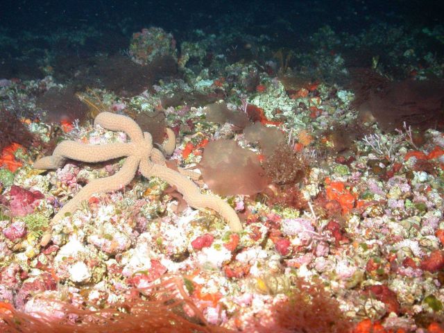 A brownish-orange seastar. Picture