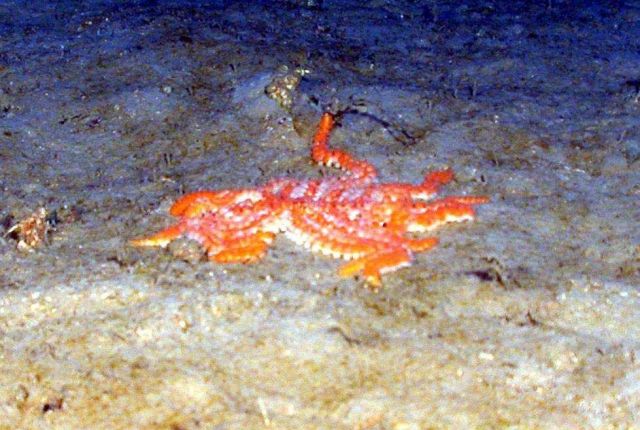 A large orange many-legged seastar. Picture