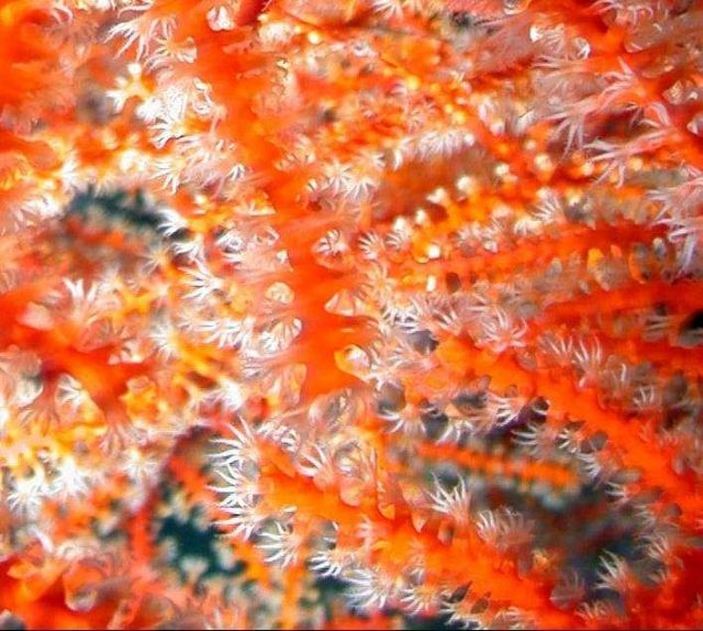 Closeup of a red gorgonian with polyps extended. Picture