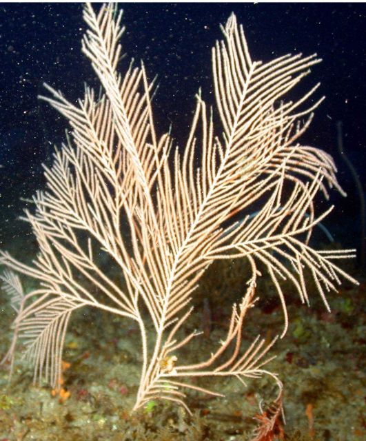 Unidentified coral species. Picture