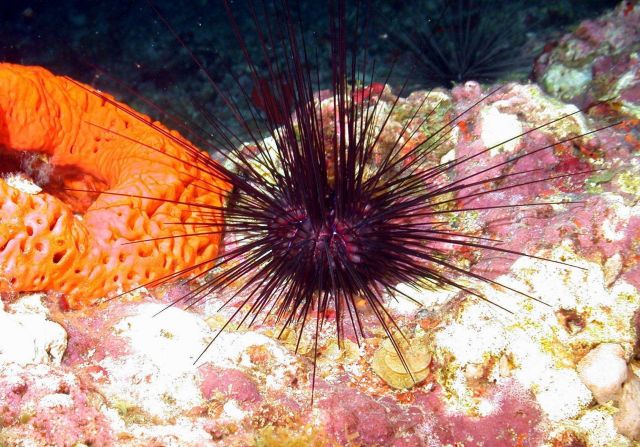 A purple spiny urchin (Arbacia punctulata) with orange elephant ear sponge (Agelas clathrodes) to the left. Picture