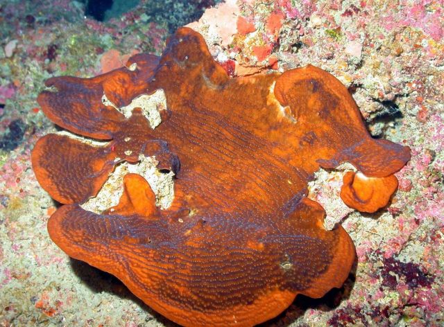Stony coral Agaricia sp. Picture