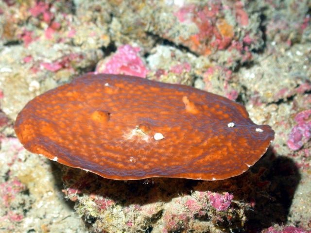 Stony coral Agaricia sp. Picture