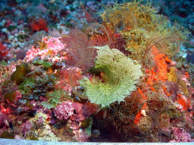 The stunning leafy green algae (Anadyomene lacerata). Picture