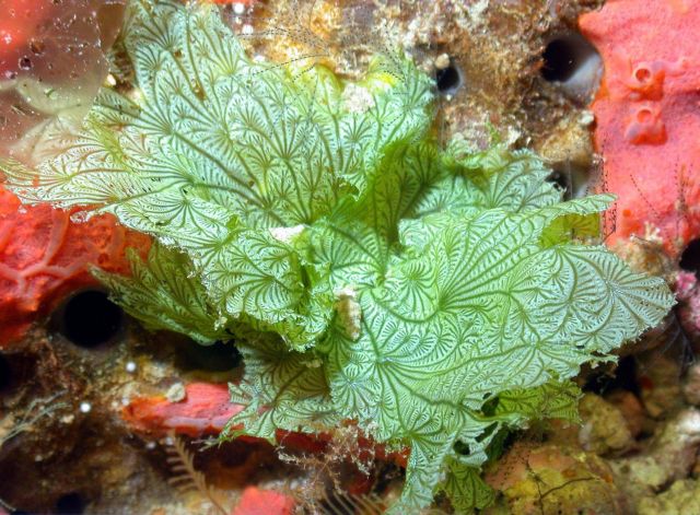 The stunning leafy green algae (Anadyomene lacerata). Picture