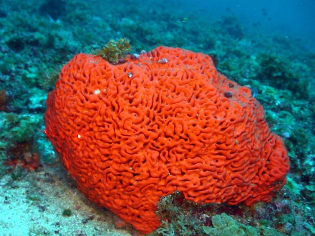 An orange sponge. Picture