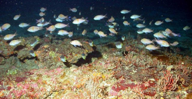 A school of anthiids. Picture