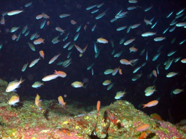A school of anthiids. Picture