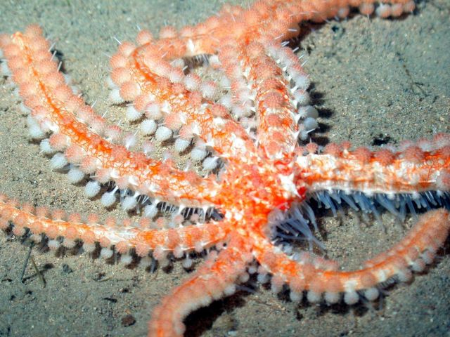 A beaded seastar. Picture