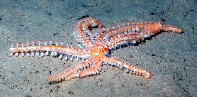 A beaded seastar. Picture