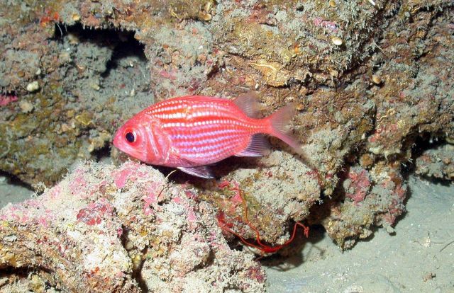 A bigeyed soldierfish. Picture