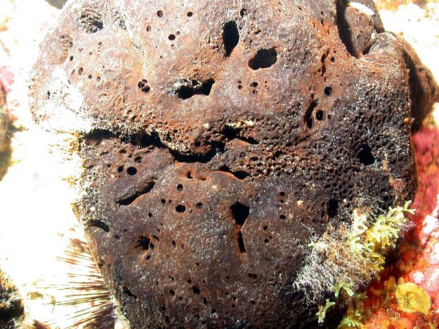 A black boulder sponge. Picture
