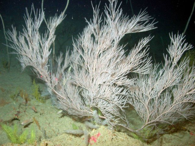 A black coral bush. Picture