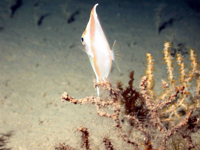 A boarfish. Picture