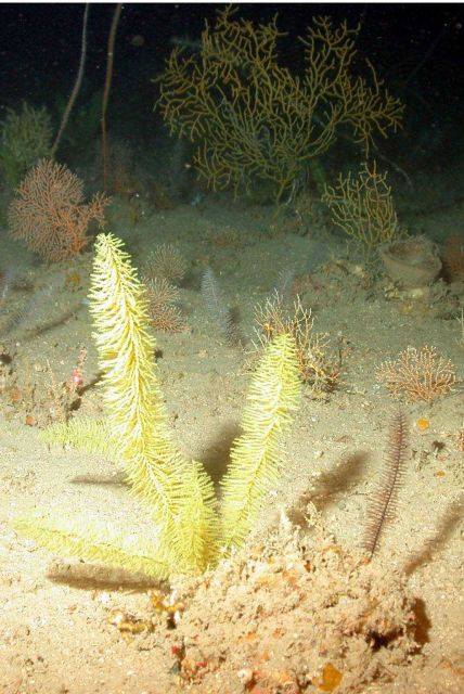 Bottlebrush coral. Picture