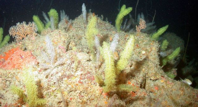 Bottlebrush coral. Picture