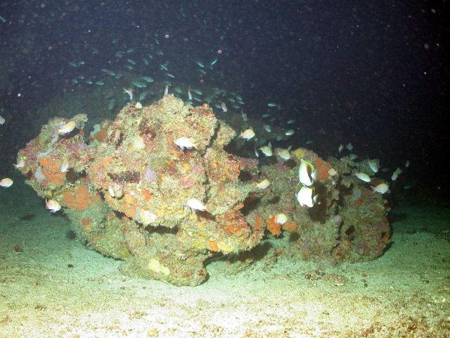 A boulder serving as habitat for numerous fish and types of sessile life. Picture