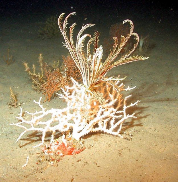 A branched coral and crinoid. Picture